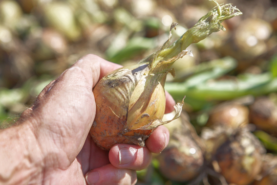 Holland Onion harvesting