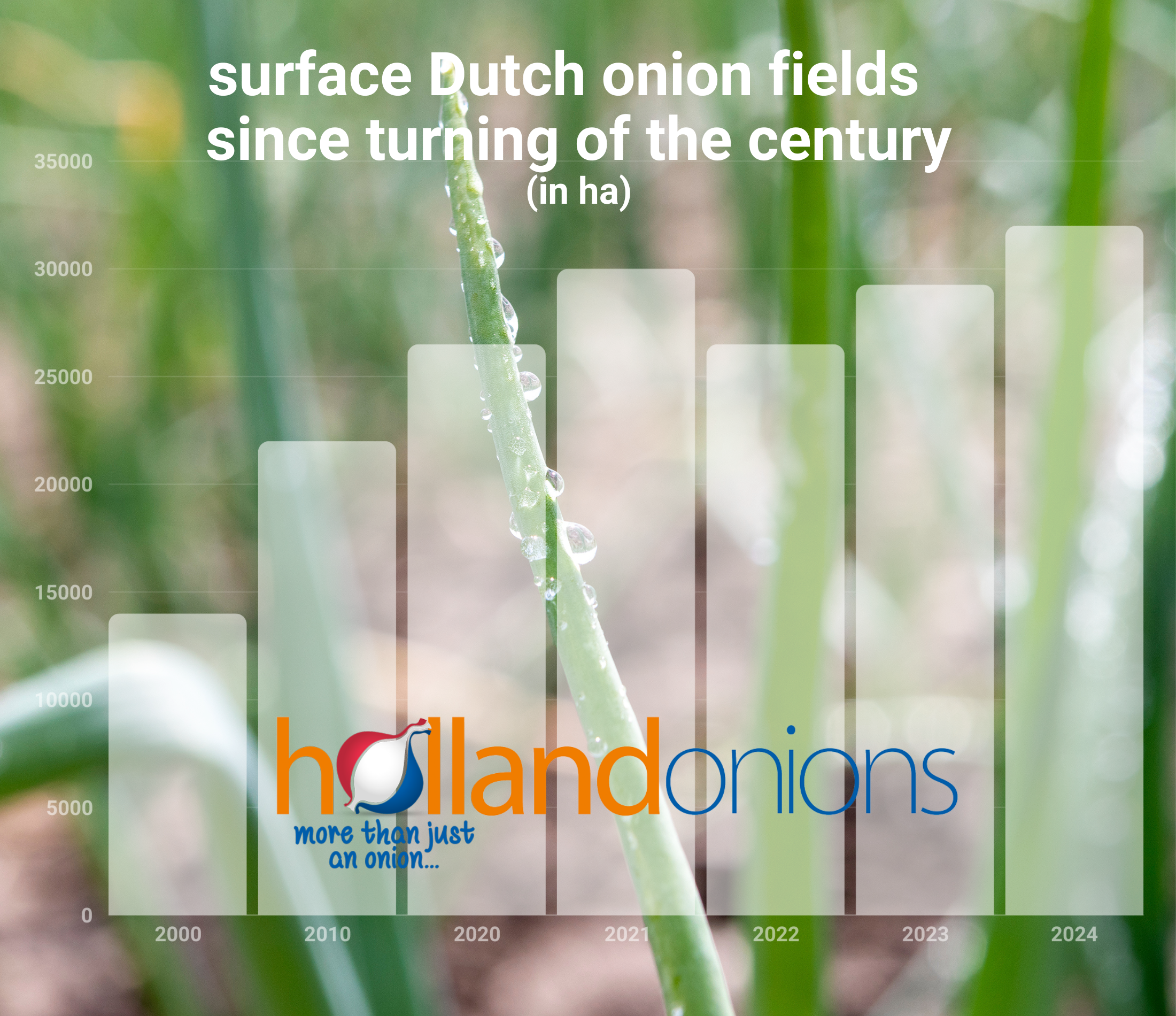 Highest Holland Onion surface ever 2024