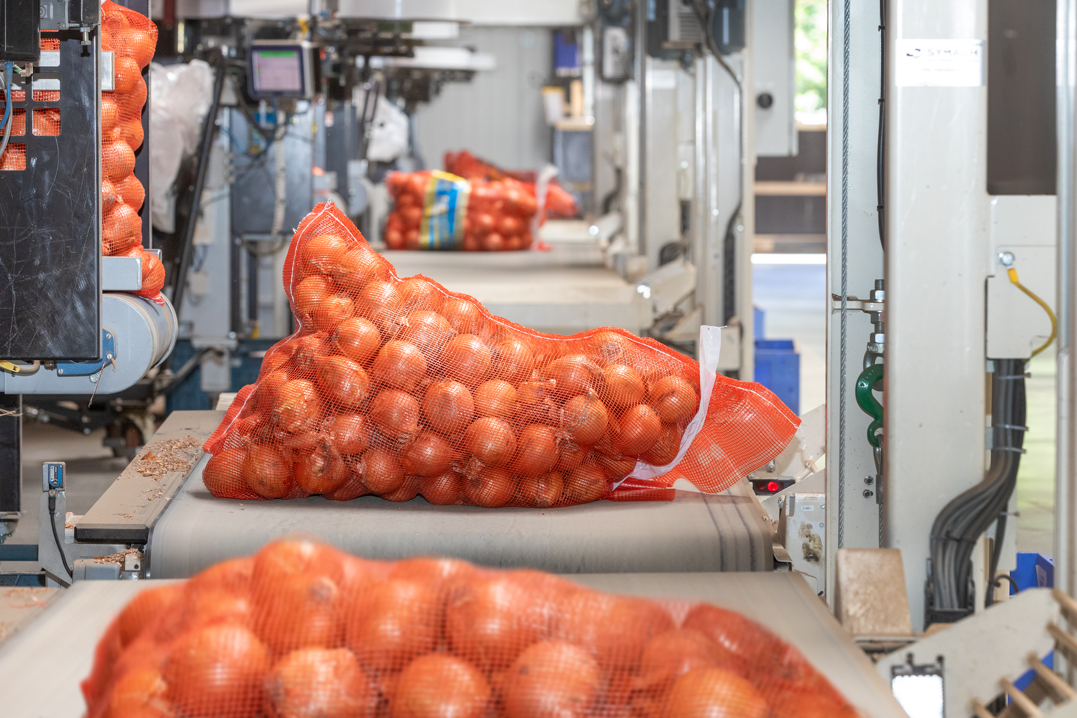 Export bags Holland Onions in a row