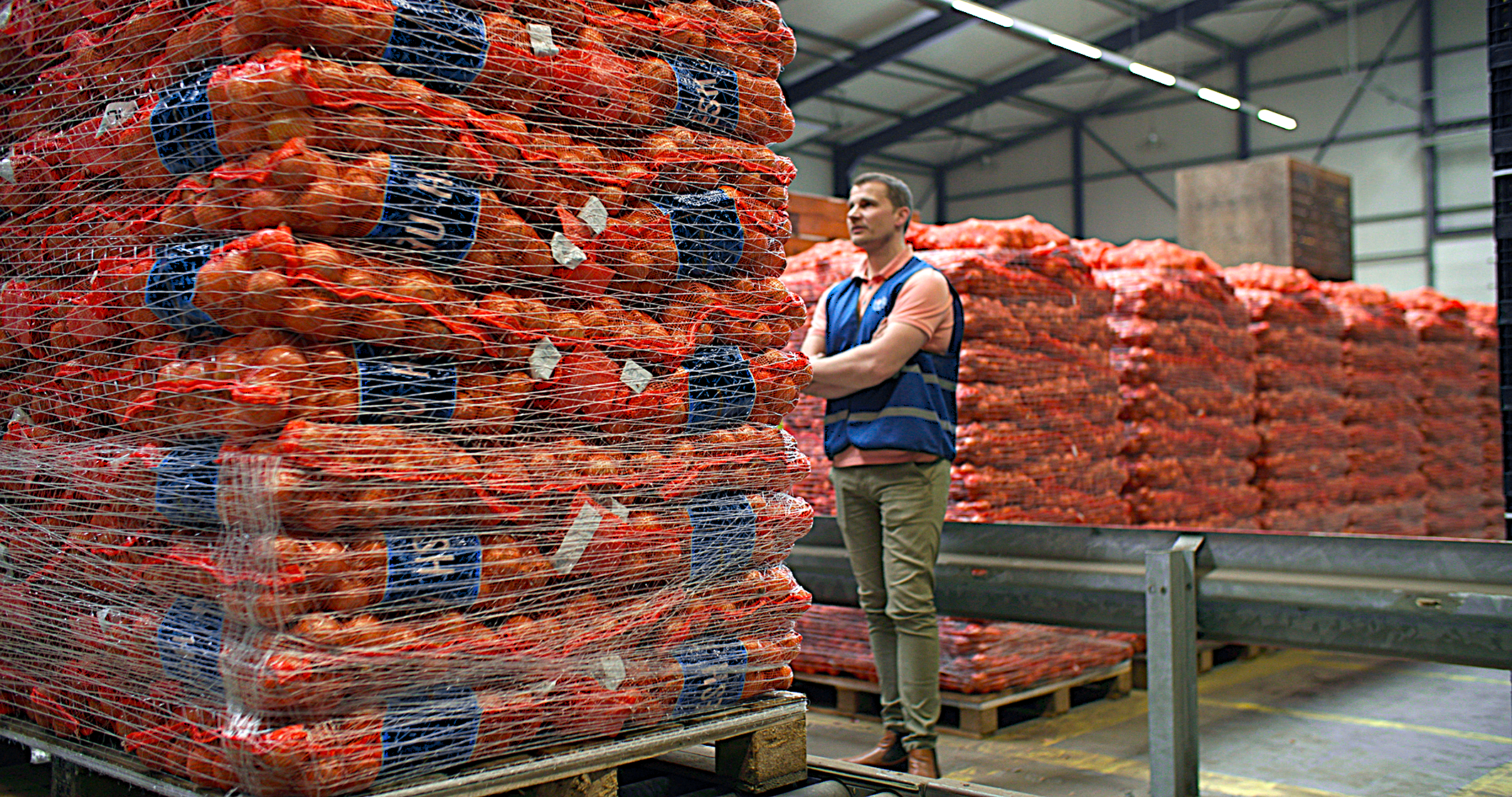 Export pallets with Holland Onions